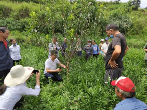 六枝特區(qū)月亮河鄉(xiāng) 農(nóng)業(yè)產(chǎn)業(yè)管理培訓激活村民發(fā)展信心，推進種植技術開發(fā)