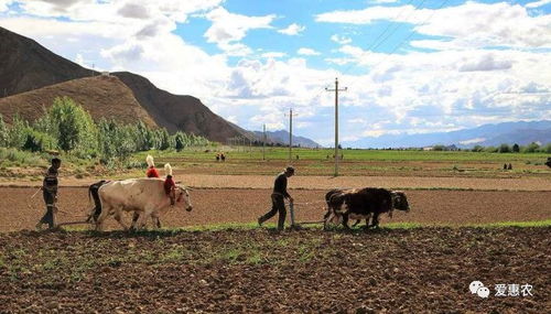 農(nóng)業(yè)機械科技飛速發(fā)展與種植大戶的技術脫節(jié) 矛盾與解決之道