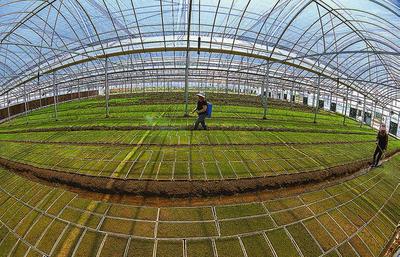 濱海縣大力推廣水稻工廠化育秧 種植技術(shù)開發(fā)助力農(nóng)業(yè)現(xiàn)代化