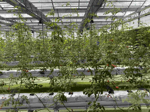 在北大荒，農(nóng)產(chǎn)品有“絕活兒”——種植技術(shù)開發(fā)引領(lǐng)高質(zhì)量發(fā)展