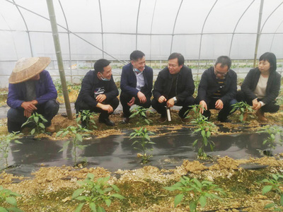 科技賦能農(nóng)業(yè) 種植技術(shù)開發(fā)助力鄉(xiāng)村振興