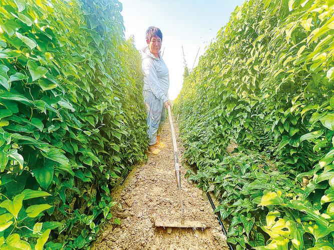 山藥種植成富民產(chǎn)業(yè)，國(guó)家濮陽(yáng)經(jīng)濟(jì)技術(shù)開發(fā)區(qū)技術(shù)開發(fā)獲媒體聚焦