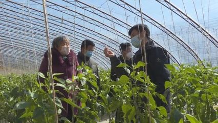 子長(zhǎng)蔬菜開發(fā)中心 穩(wěn)防控、強(qiáng)技術(shù)、保供應(yīng)，全力守護(hù)“菜籃子”安全