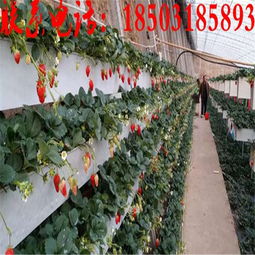 牛奶草莓立體種植架 金華新型無土栽培技術(shù)的創(chuàng)新與實(shí)踐